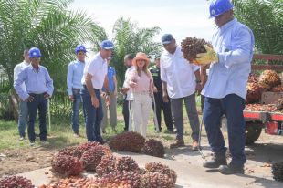 “En Repelón, ya recogimos la primera cosecha comercial de palma de aceite”: Elsa Noguera