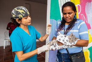 Más de 50 animales entres gatos y perros se beneficiaron de la jornada de esterilización en Santo Tomás