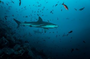 Procuraduría solicitó a Minagricultura revocar resolución que autoriza pesca de tiburones