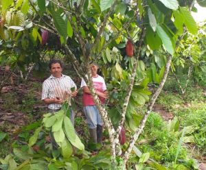 Campesinos cambian cultivos de coca por cacao