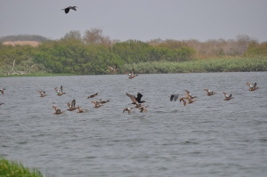 Calidad de agua en Lago El Cisne garantiza preservación de fauna y flora