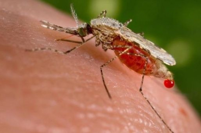 Guatemala padece una crisis sanitaria por brote de dengue